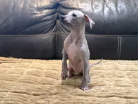 Standard Boy 2, a male Xoloitzcuintli for sale in Wedowee, AL – 2 of 8