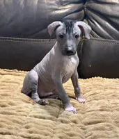 Standard Boy 3, a male Xoloitzcuintli for sale in Wedowee, AL – 2 of 5