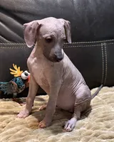 Candace, a female Xoloitzcuintli for sale in Wedowee, AL – 4 of 8