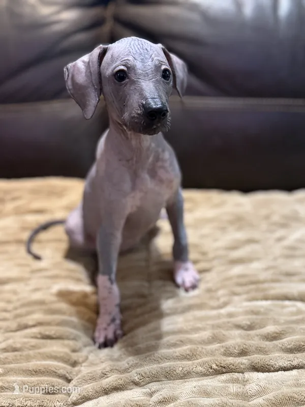Clarice – Xoloitzcuintli puppy for sale in Carrollton, GA
