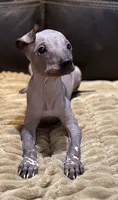 Rufus, a male Xoloitzcuintli for sale in Wedowee, AL – 3 of 9