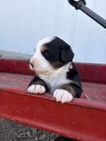 Pink Collar, a female Bernese Mountain Dog for sale in Flippin, AR – 2 of 2