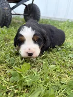 Yellow Collar, a female Bernese Mountain Dog for sale in Flippin, AR – 1 of 2