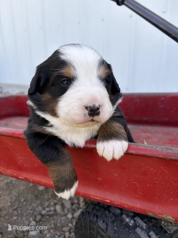 Pink Collar – Bernese Mountain Dog puppy on hold in Flippin, AR