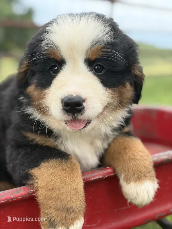 Pink Collar – Bernese Mountain Dog puppy for sale in Flippin, AR