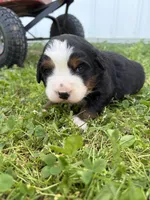 Yellow Collar, a female Bernese Mountain Dog for sale in Flippin, AR – 2 of 2