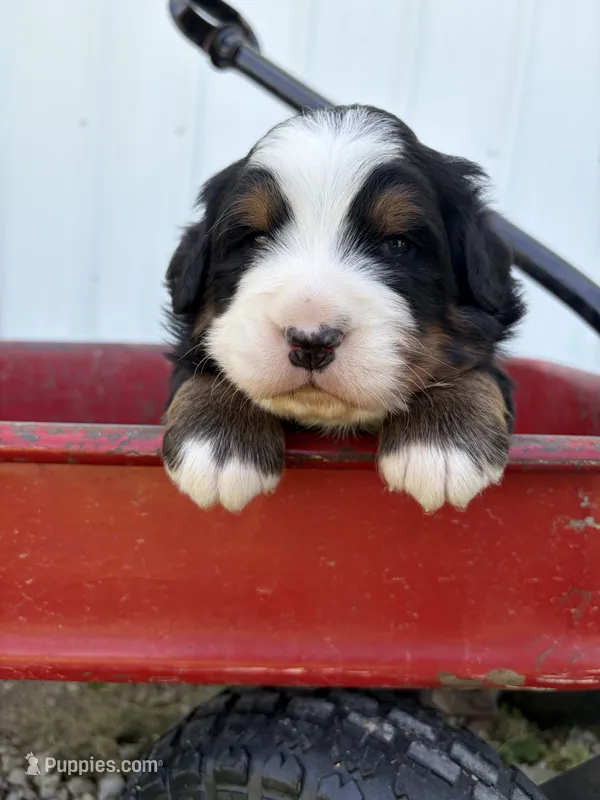 Black Collar – Bernese Mountain Dog puppy on hold in Flippin, AR