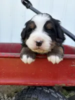 Black Collar, a male Bernese Mountain Dog for sale in Flippin, AR – 1 of 1