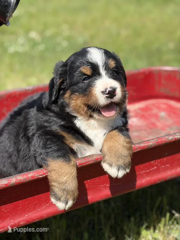 Green Collar – Bernese Mountain Dog puppy for sale in Flippin, AR