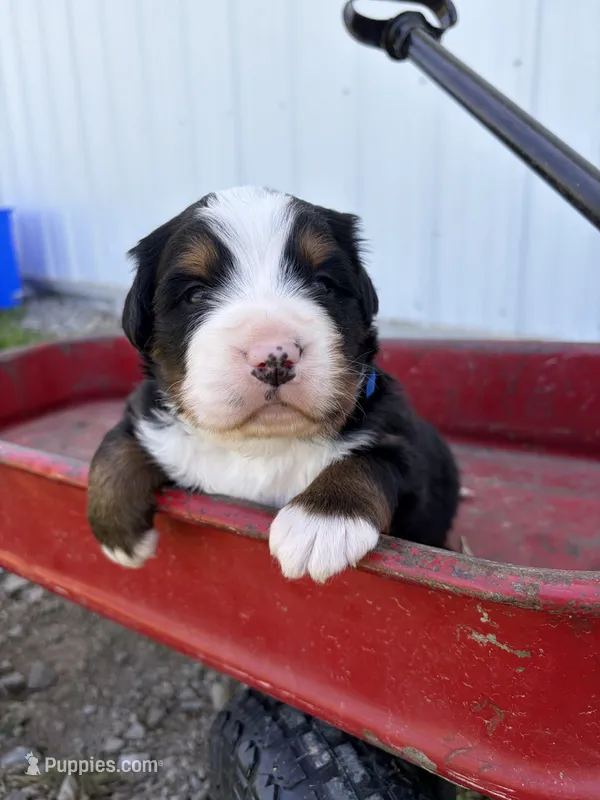 Blue Collar – Bernese Mountain Dog puppy for sale in Flippin, AR