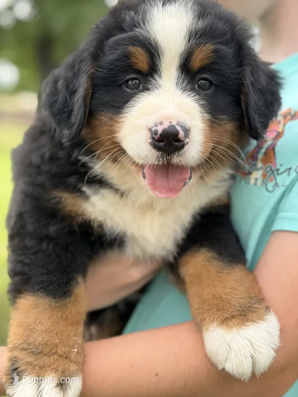 Blue Collar – Bernese Mountain Dog puppy for sale in Flippin, AR