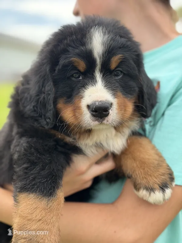 Green Collar – Bernese Mountain Dog puppy for sale in Flippin, AR