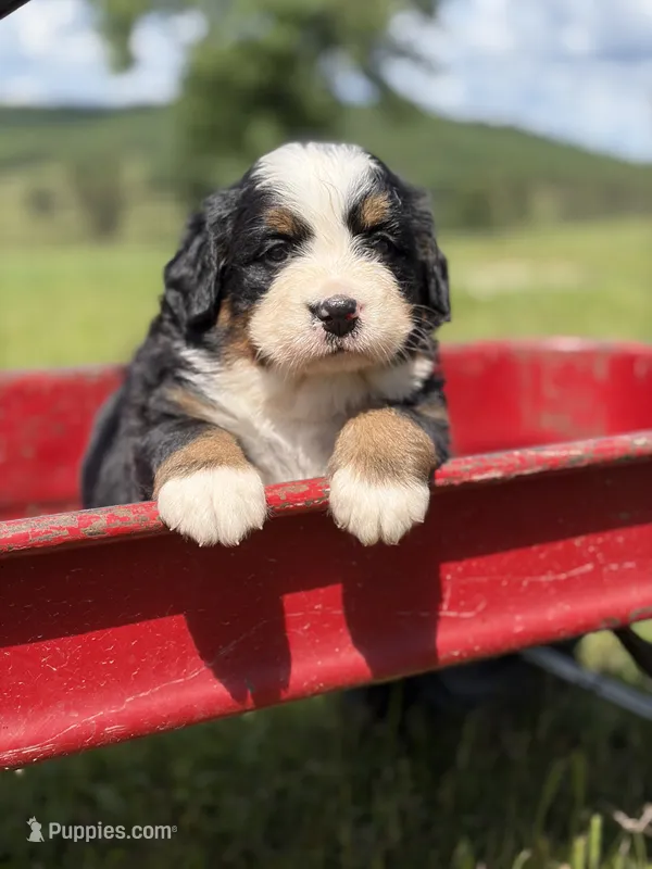 Cream Collar – Bernese Mountain Dog puppy for sale in Flippin, AR