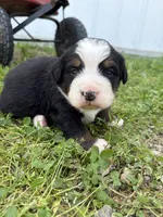 Cream Collar, a female Bernese Mountain Dog for sale in Flippin, AR – 1 of 1