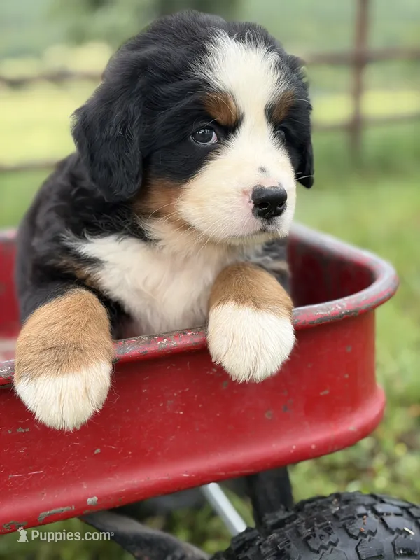 Yellow Collar – Bernese Mountain Dog puppy for sale in Flippin, AR