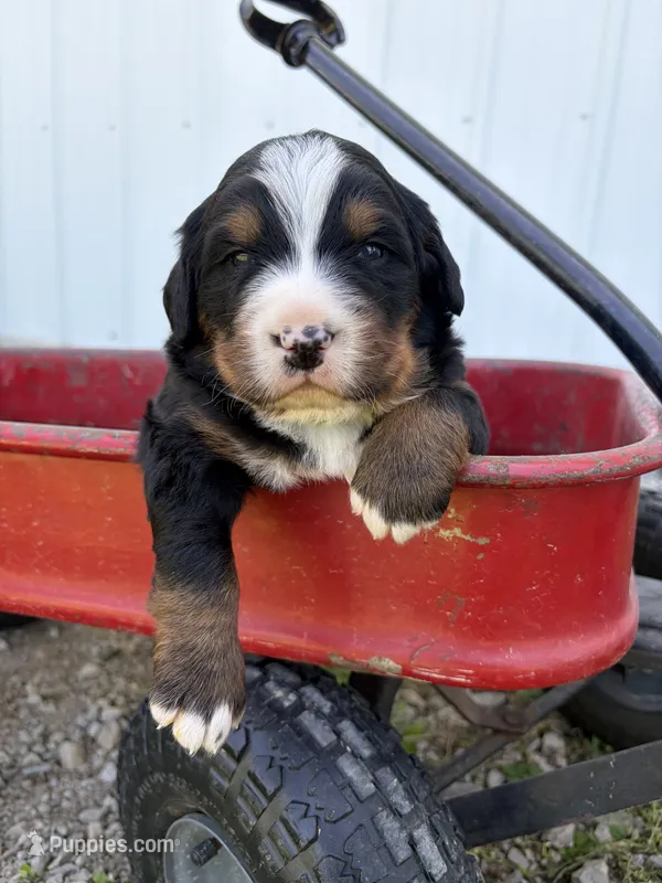 Green Collar – Bernese Mountain Dog puppy for sale in Flippin, AR
