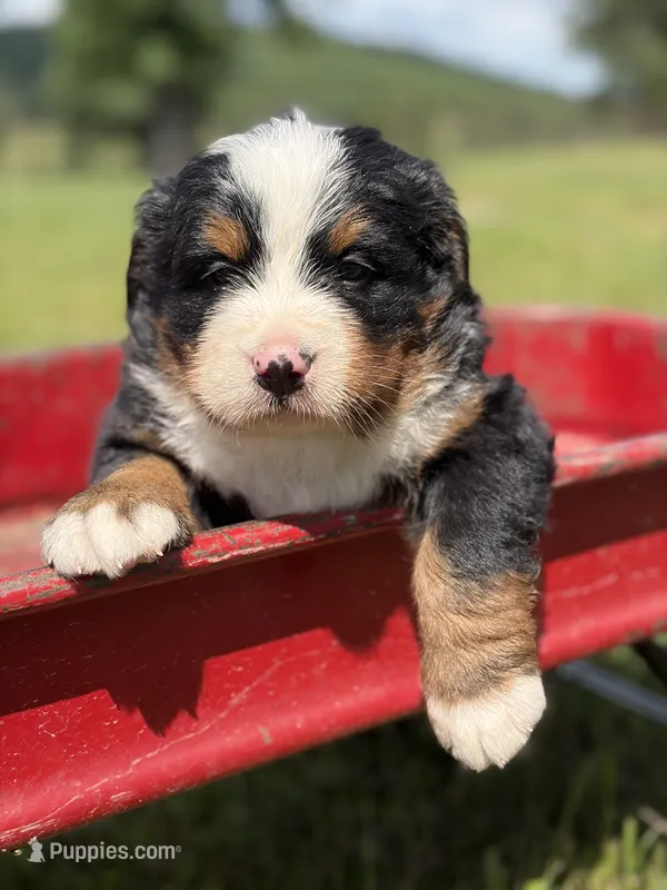 Blue Collar – Bernese Mountain Dog puppy for sale in Flippin, AR