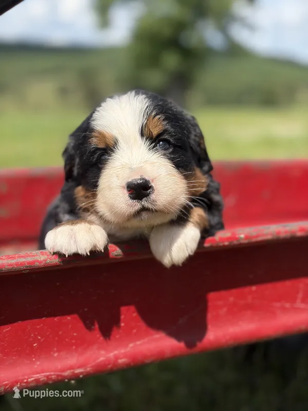 Yellow Collar – Bernese Mountain Dog puppy for sale in Flippin, AR