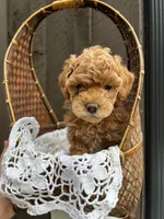 Addy, a female Miniature Goldendoodle for sale in Bristol, IN – Photo 2 of 4