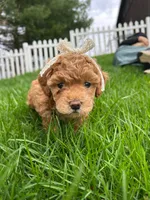Addy, a female Miniature Goldendoodle for sale in Bristol, IN – Photo 4 of 4