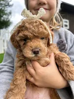 Addy, a female Miniature Goldendoodle for sale in Bristol, IN – Photo 3 of 4