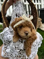 Addy, a female Miniature Goldendoodle for sale in Bristol, IN – Photo 1 of 4