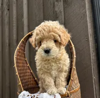 Anneke, a female Miniature Goldendoodle for sale in Bristol, IN – Photo 3 of 4