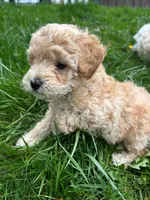 Anneke, a female Miniature Goldendoodle for sale in Bristol, IN – Photo 4 of 4