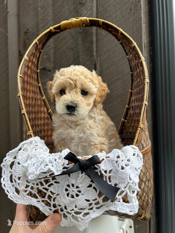Anneke – Miniature Goldendoodle puppy for sale in Bristol, IN