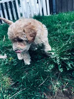 Anneke, a female Miniature Goldendoodle for sale in Bristol, IN – Photo 2 of 4