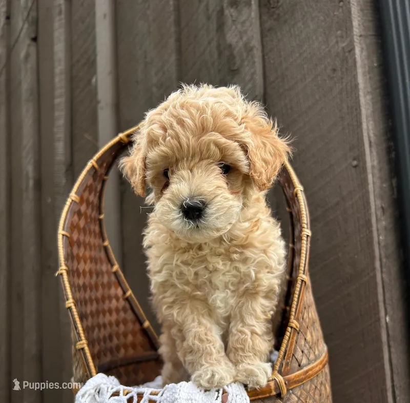 Arnold – Miniature Goldendoodle puppy for sale in Bristol, IN