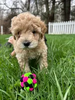 Arnold, a male Miniature Goldendoodle for sale in Bristol, IN – Photo 3 of 3