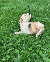 Arnold, a male Miniature Goldendoodle for sale in Bristol, IN – Photo 2 of 3