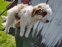 Sunflower , a female Cavapoo for sale in Columbia City, IN – Photo 4 of 6