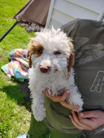 Sunflower , a female Cavapoo for sale in Columbia City, IN – Photo 2 of 6