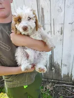 Sunflower , a female Cavapoo for sale in Columbia City, IN – Photo 3 of 6