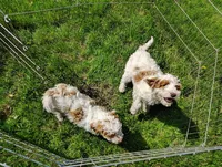 Sunflower , a female Cavapoo for sale in Columbia City, IN – Photo 6 of 6