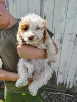 Sunflower , a female Cavapoo for sale in Columbia City, IN – Photo 1 of 6