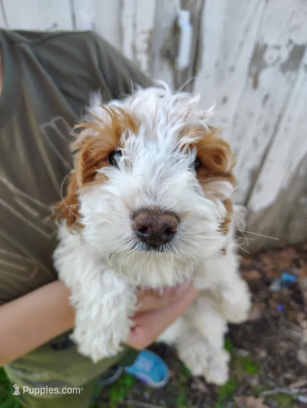 Saturn, a male Cavapoo for sale in Columbia City, IN – Photo 1 of 8