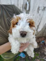 Saturn, a male Cavapoo for sale in Columbia City, IN – Photo 1 of 8