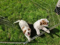 Saturn, a male Cavapoo for sale in Columbia City, IN – Photo 6 of 8