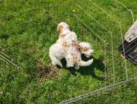 Saturn, a male Cavapoo for sale in Columbia City, IN – Photo 7 of 8
