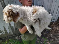 Saturn, a male Cavapoo for sale in Columbia City, IN – Photo 5 of 8