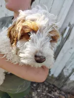 Saturn, a male Cavapoo for sale in Columbia City, IN – Photo 3 of 8