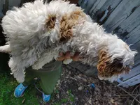Saturn, a male Cavapoo for sale in Columbia City, IN – Photo 4 of 8