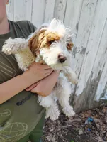 Saturn, a male Cavapoo for sale in Columbia City, IN – Photo 2 of 8