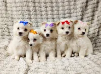 processed/89c4df56-3535-4dc3-bf48-ed4f8389e8c7/listing/8715849a-a71f-49d6-9375-dbf5ffd7c386/dffbb57f-77e1-44d7-b08b-c8b6619eaf22