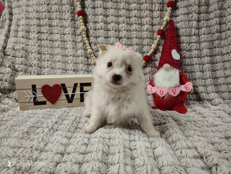 Sophie, a female American Eskimo for sale in Columbia City, IN – Photo 1 of 1