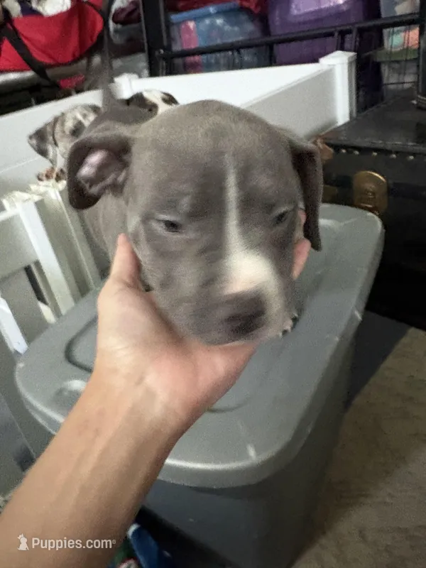 Dj – American Bully puppy for sale in Cincinnati, OH