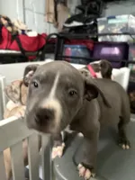 Dj, a male American Bully for sale in Cincinnati, OH – 3 of 3